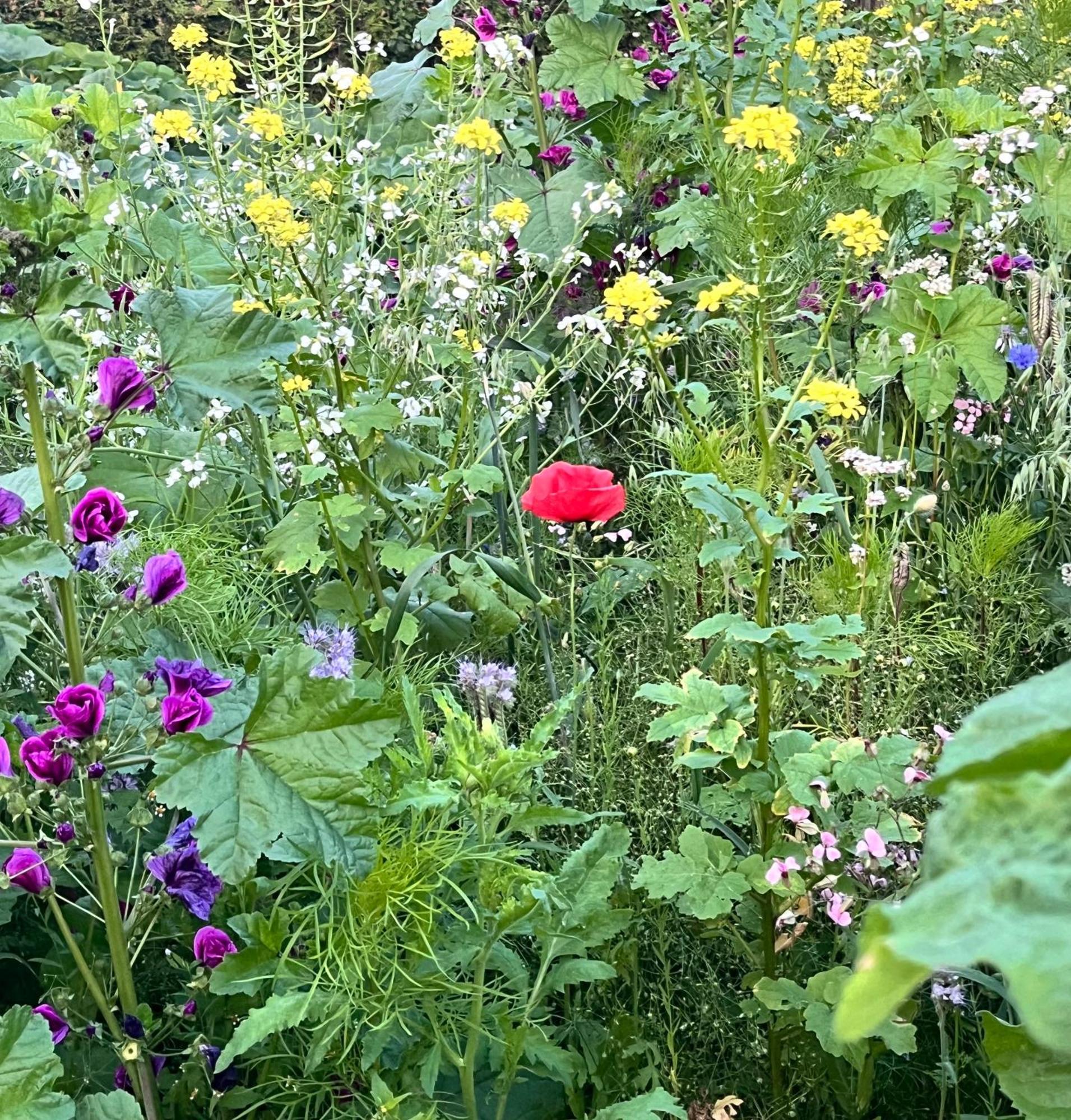 Vakantiewoning 't Linderveld Rossum (Overijssel)